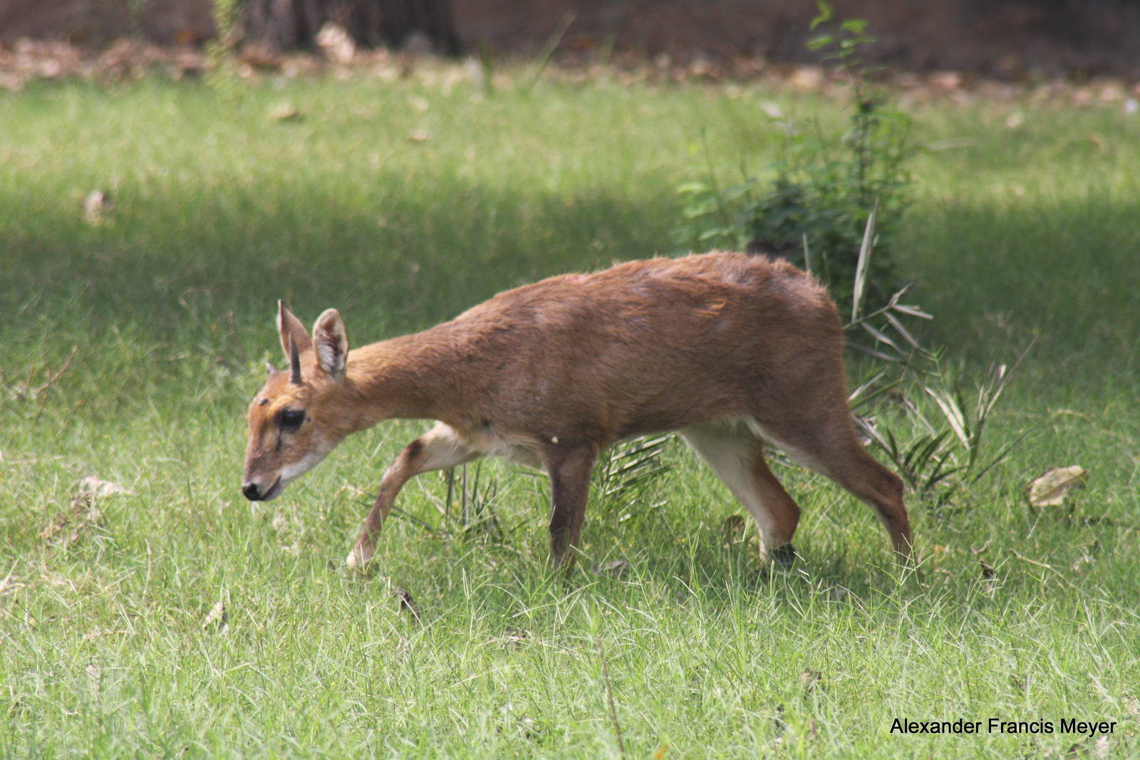 New Delhi Zoo '08- Four-horned Antelope or Chousingha (Tetracerus quadricor