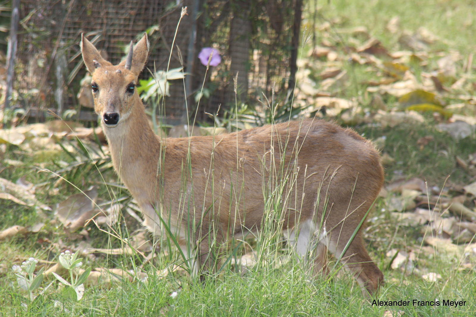 New Delhi Zoo '08- Four-horned Antelope or Chousingha (Tetracerus quadricor