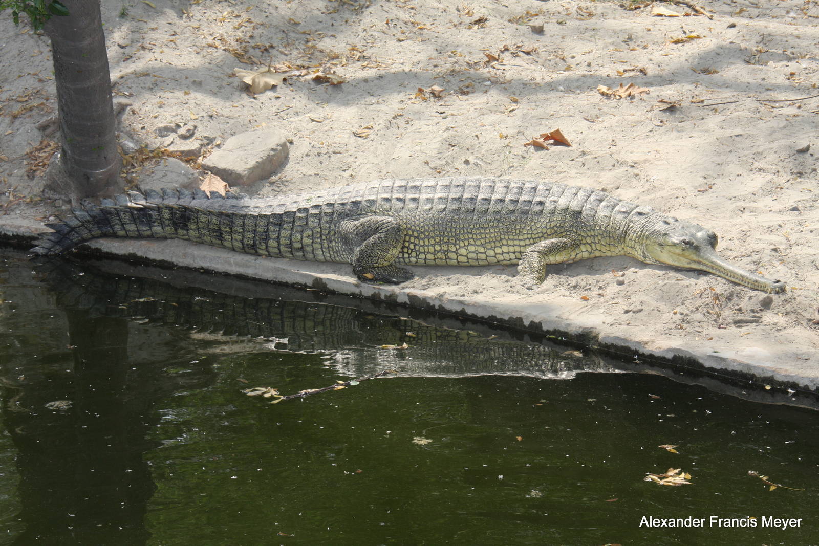 New Delhi Zoo '08- gharial (Gavialis gangeticus)