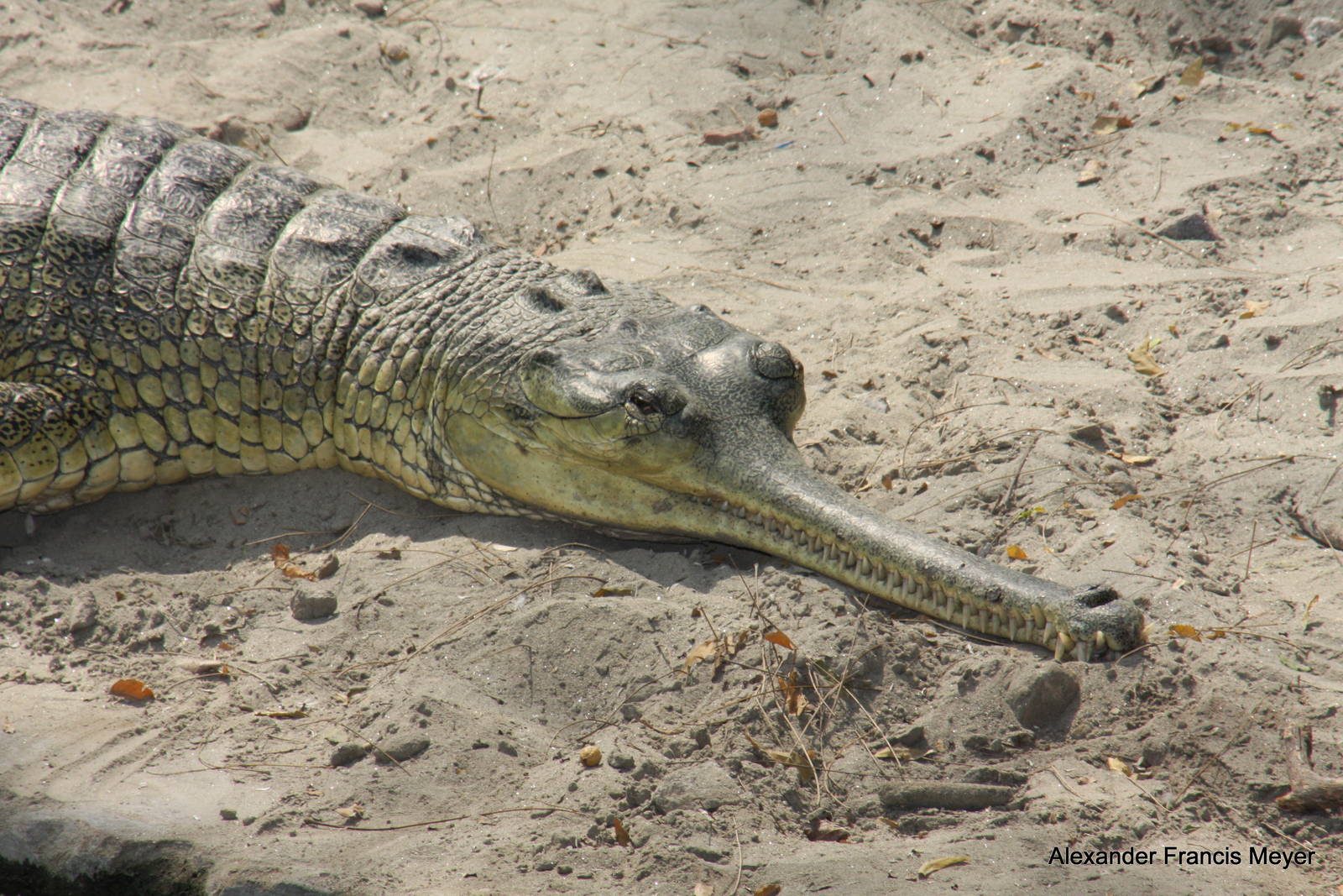 New Delhi Zoo '08- gharial (Gavialis gangeticus)