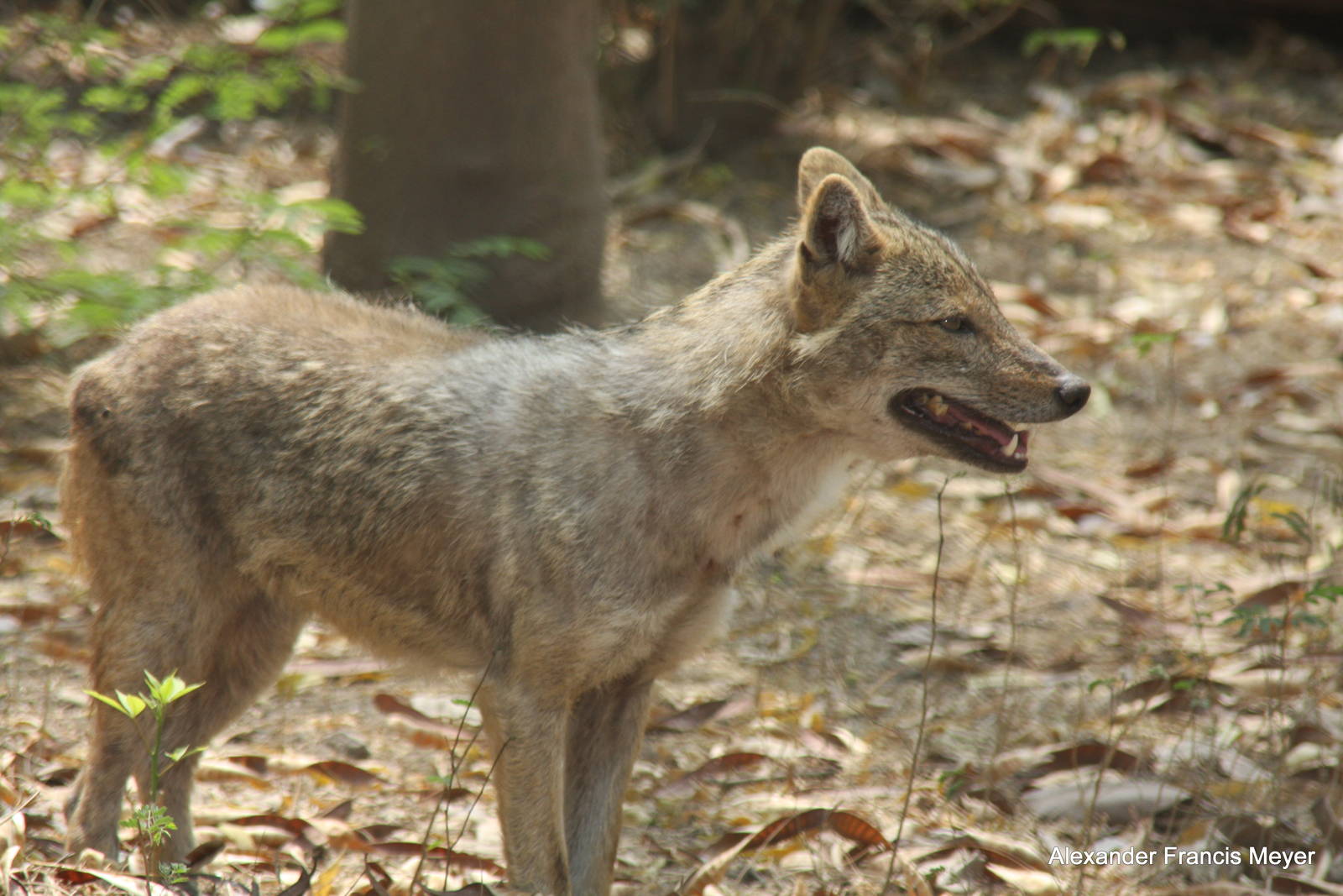 New Delhi Zoo '08- Golden jackal (Canis aureus)
