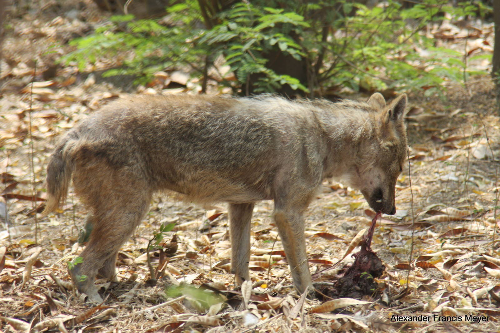 New Delhi Zoo '08- Golden jackal (Canis aureus)