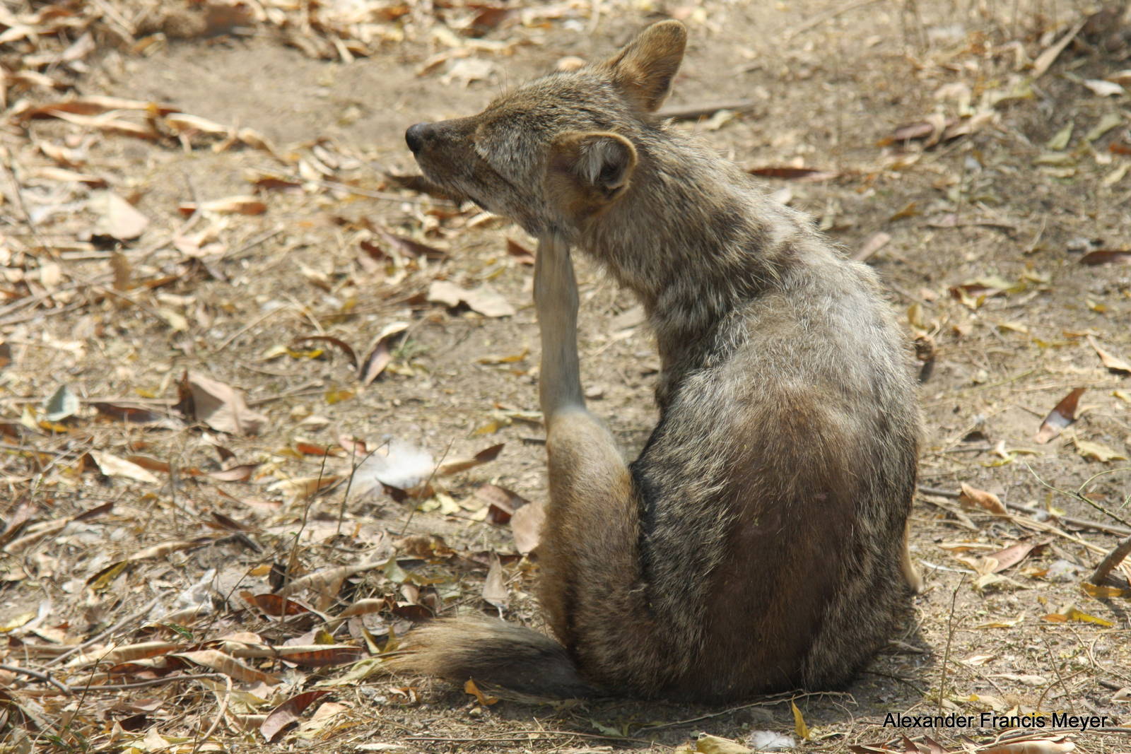 New Delhi Zoo '08- Golden jackal (Canis aureus)