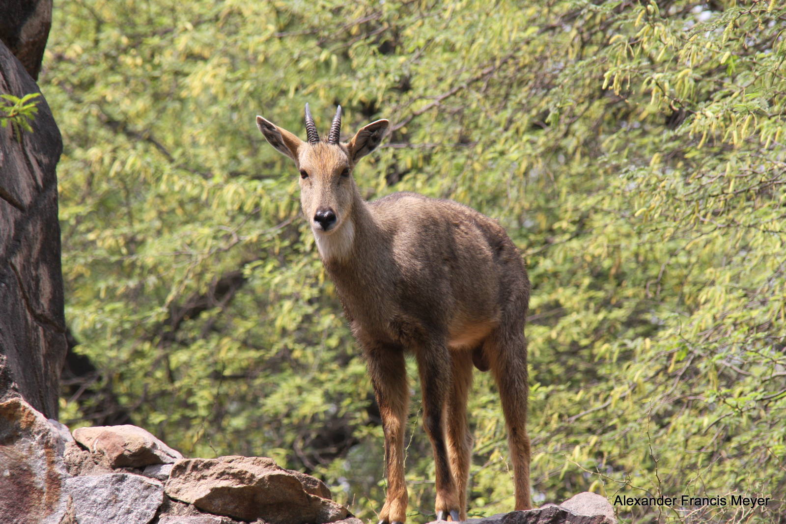 New Delhi Zoo '08- Himalayan or Gray Goral (Naemorhedus goral)