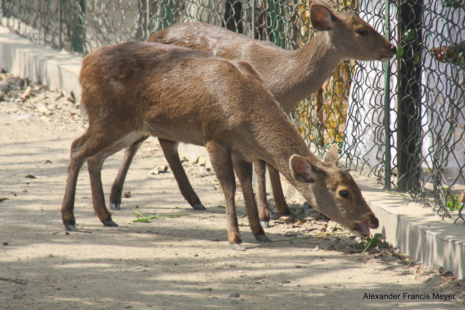 New Delhi Zoo '08- Hog Deer (Hyelaphus porcinus)