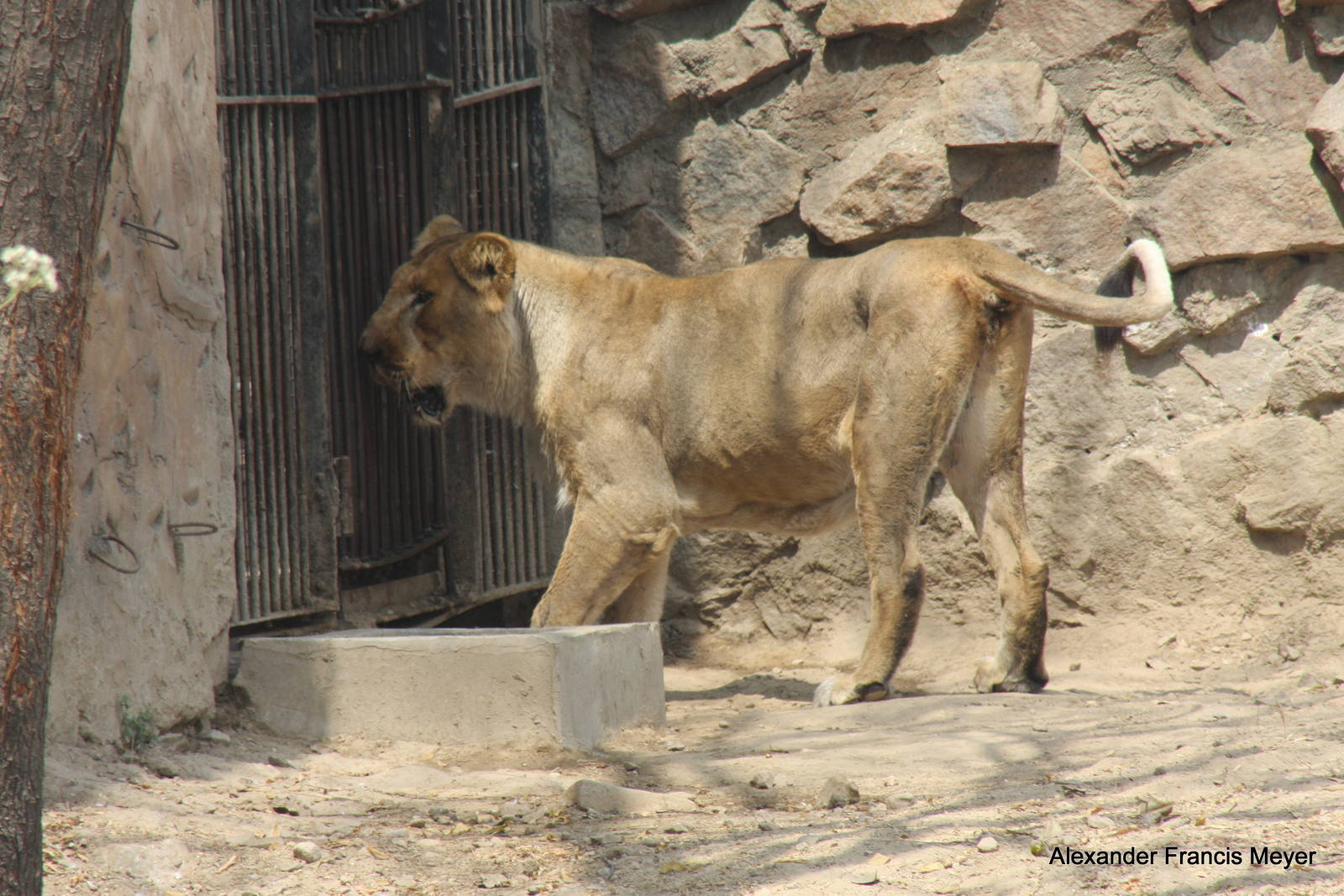 New Delhi Zoo '08- Indian Lion