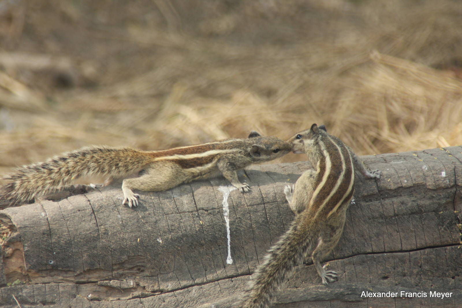 New Delhi Zoo '08- Indian Palm Squirrel (Funambulus palmarum)