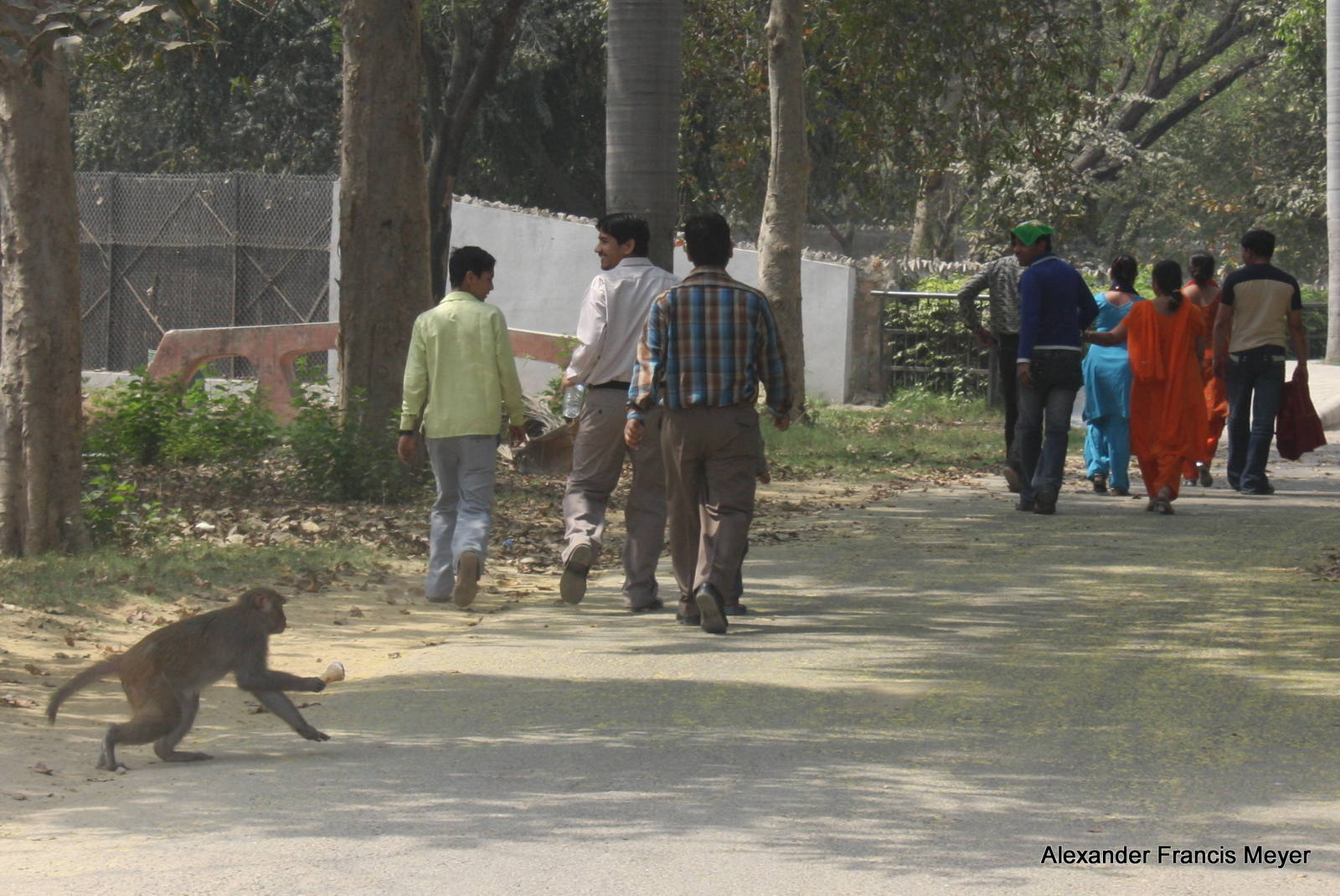 New Delhi Zoo '08- Rhesus Macaque (Macaca mulatta)