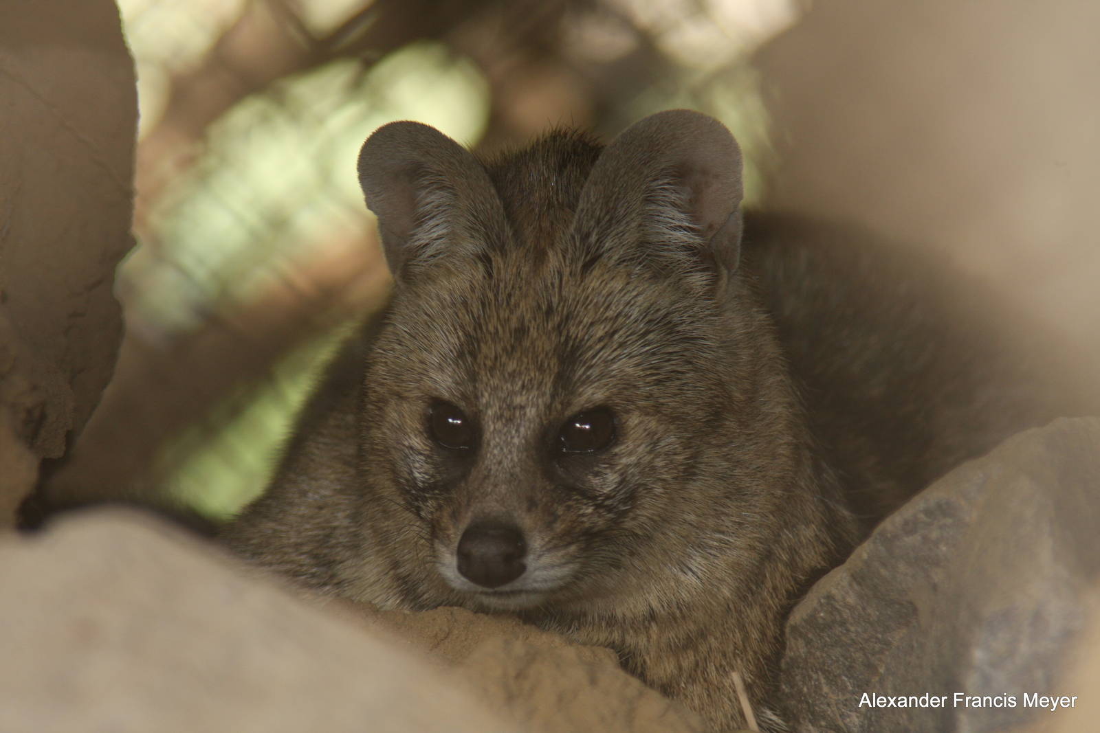 New Delhi Zoo '08- Small Indian Civet (Viverricula indica)