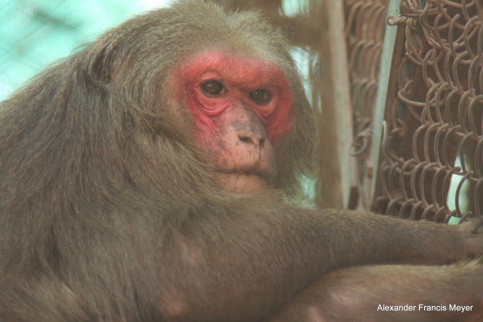 New Delhi Zoo '08- Stump-tailed Macaque (Macaca arctoides)