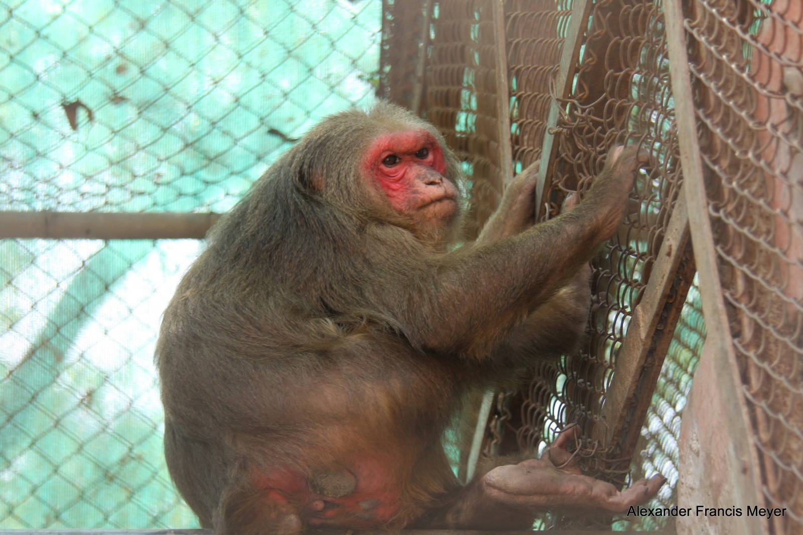 New Delhi Zoo '08- Stump-tailed Macaque (Macaca arctoides)