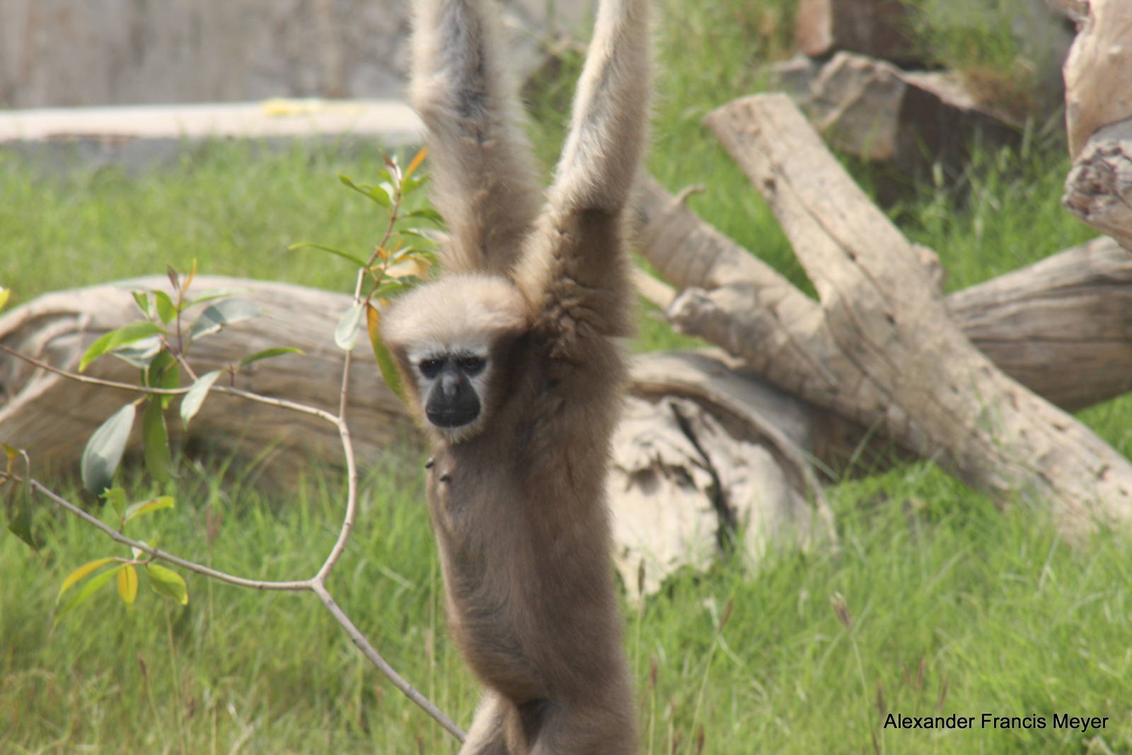 New Delhi Zoo '08-  Western Hoolock Gibbon (Hoolock hoolock)