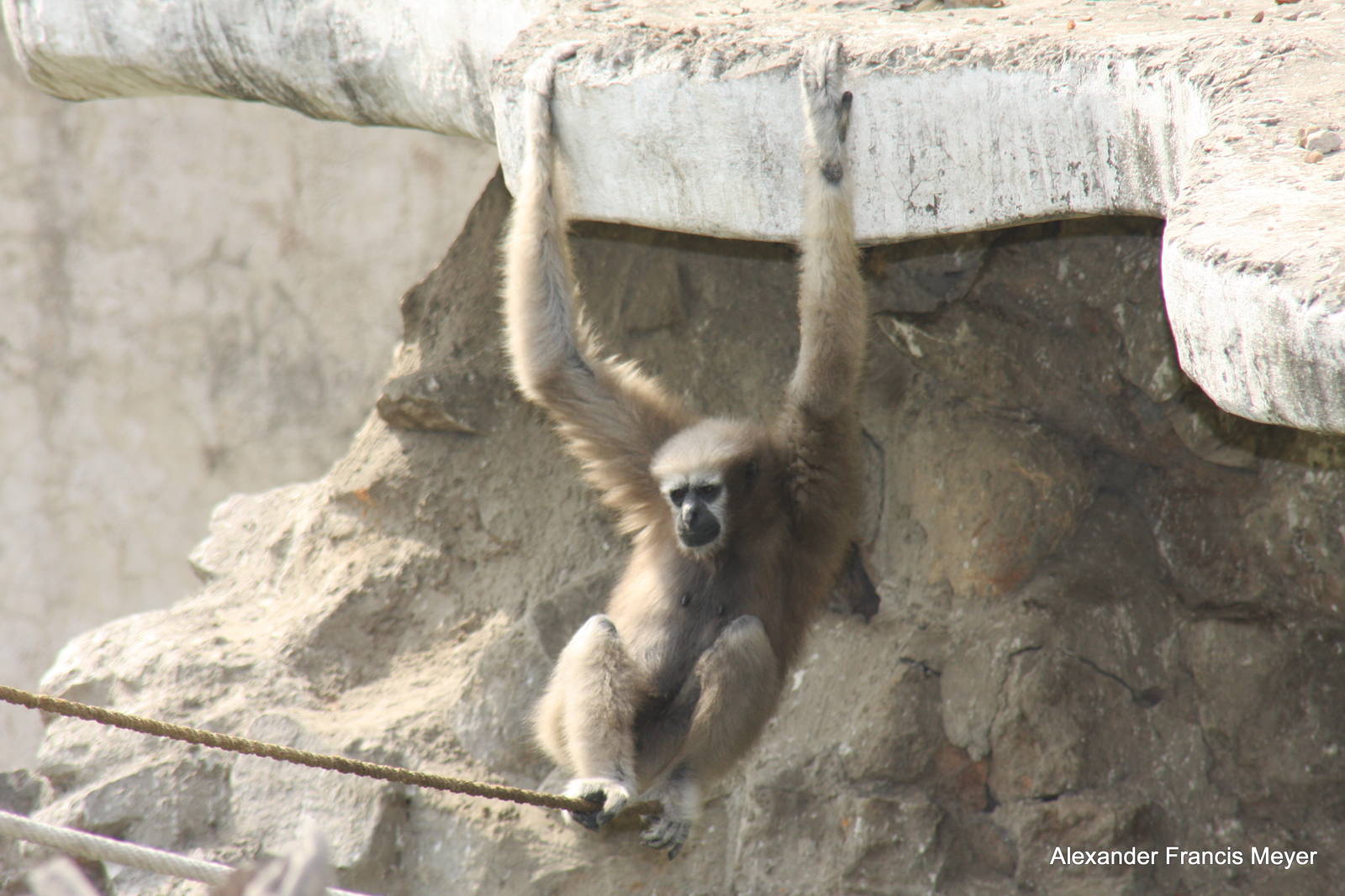 New Delhi Zoo '08- Western Hoolock Gibbon (Hoolock hoolock)