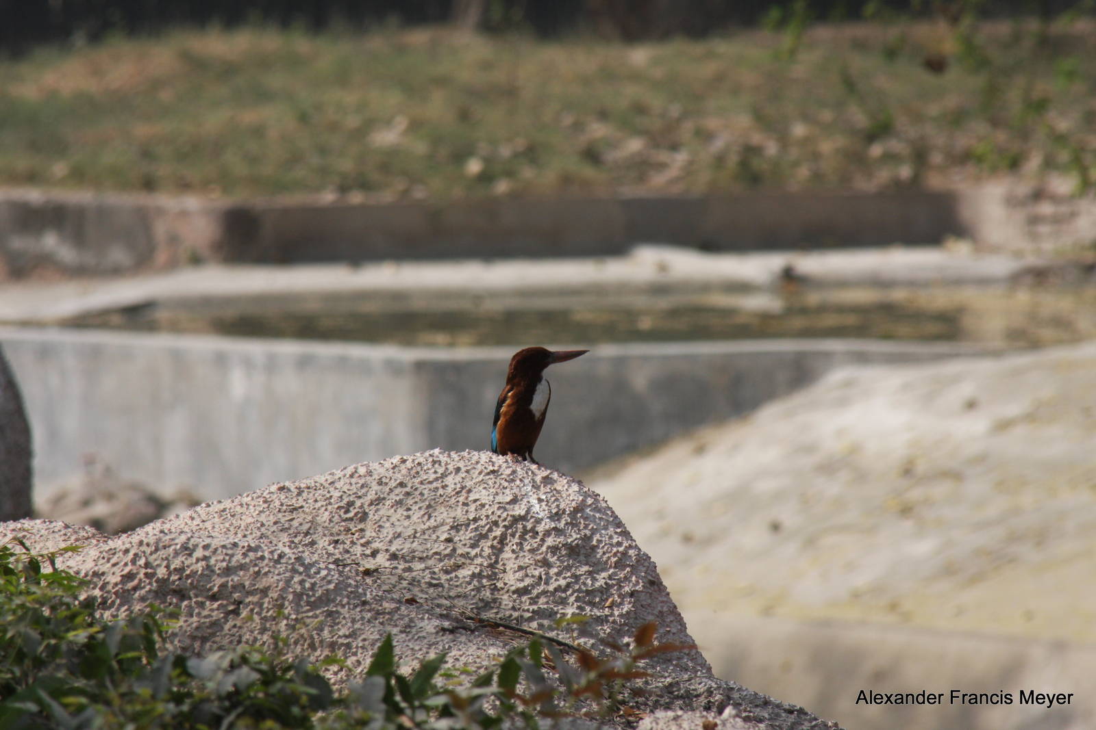 New Delhi Zoo '08- White-throated Kingfisher (Halcyon smyrnensis)