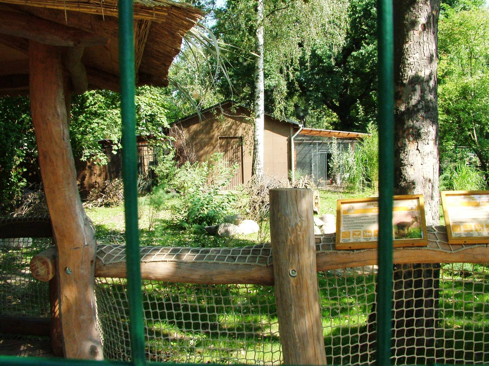 New Dik-Dik/Crane Exhibit at Dresden, 29/08/12