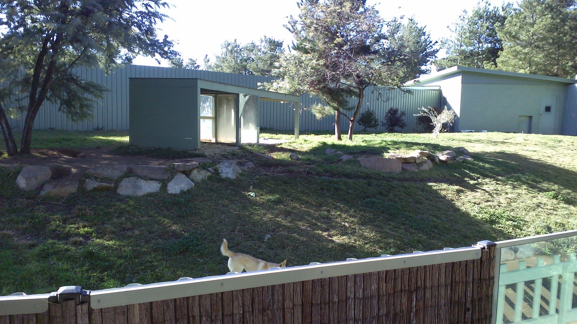 New dingo exhibit