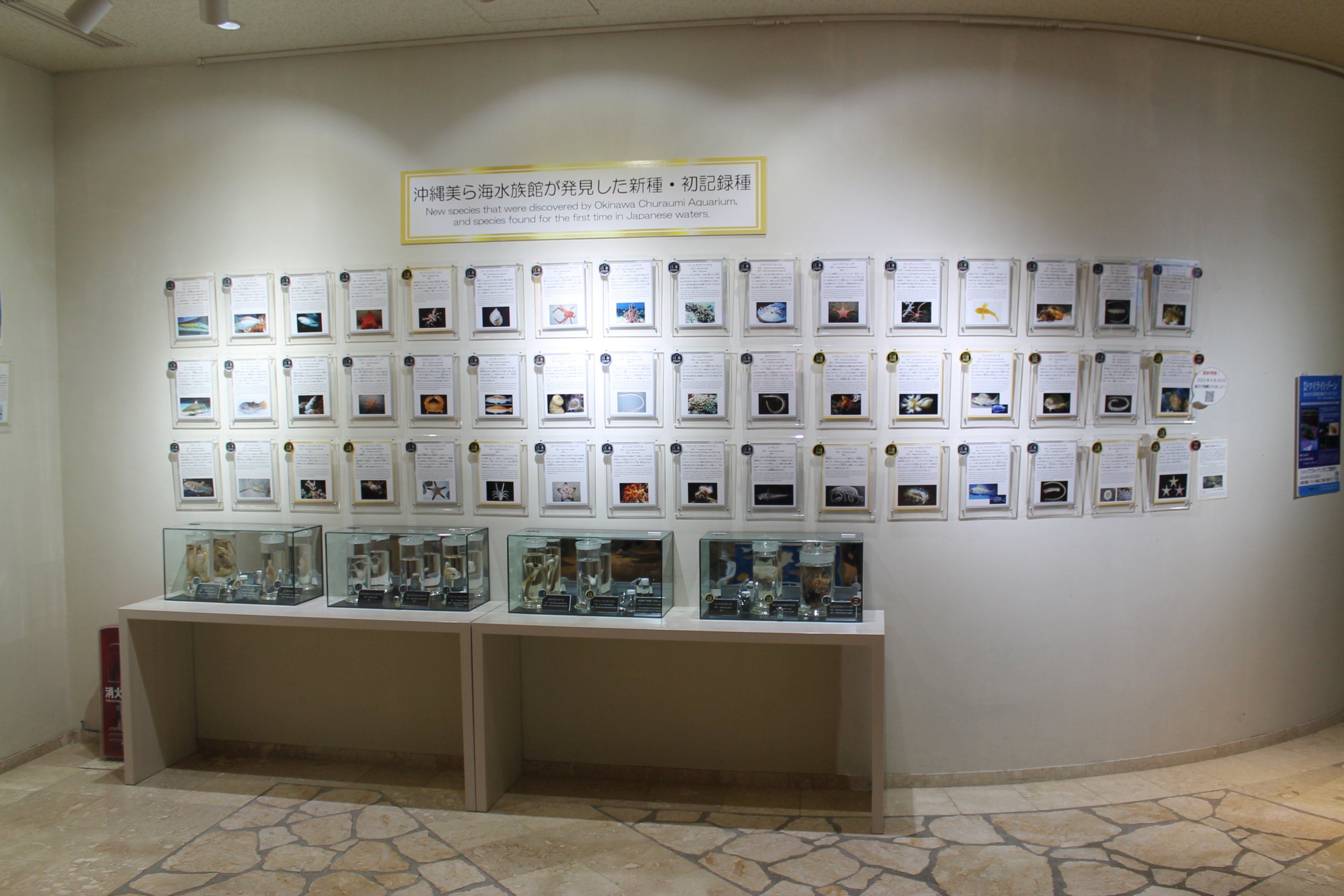 New discoveries by the Okinawa Aquarium