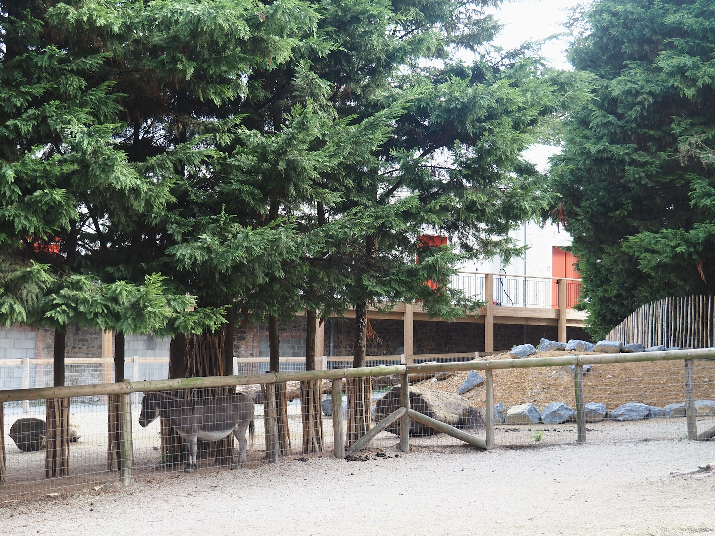 New domestic donkey paddock near Farm House lodges, 2024-09-17