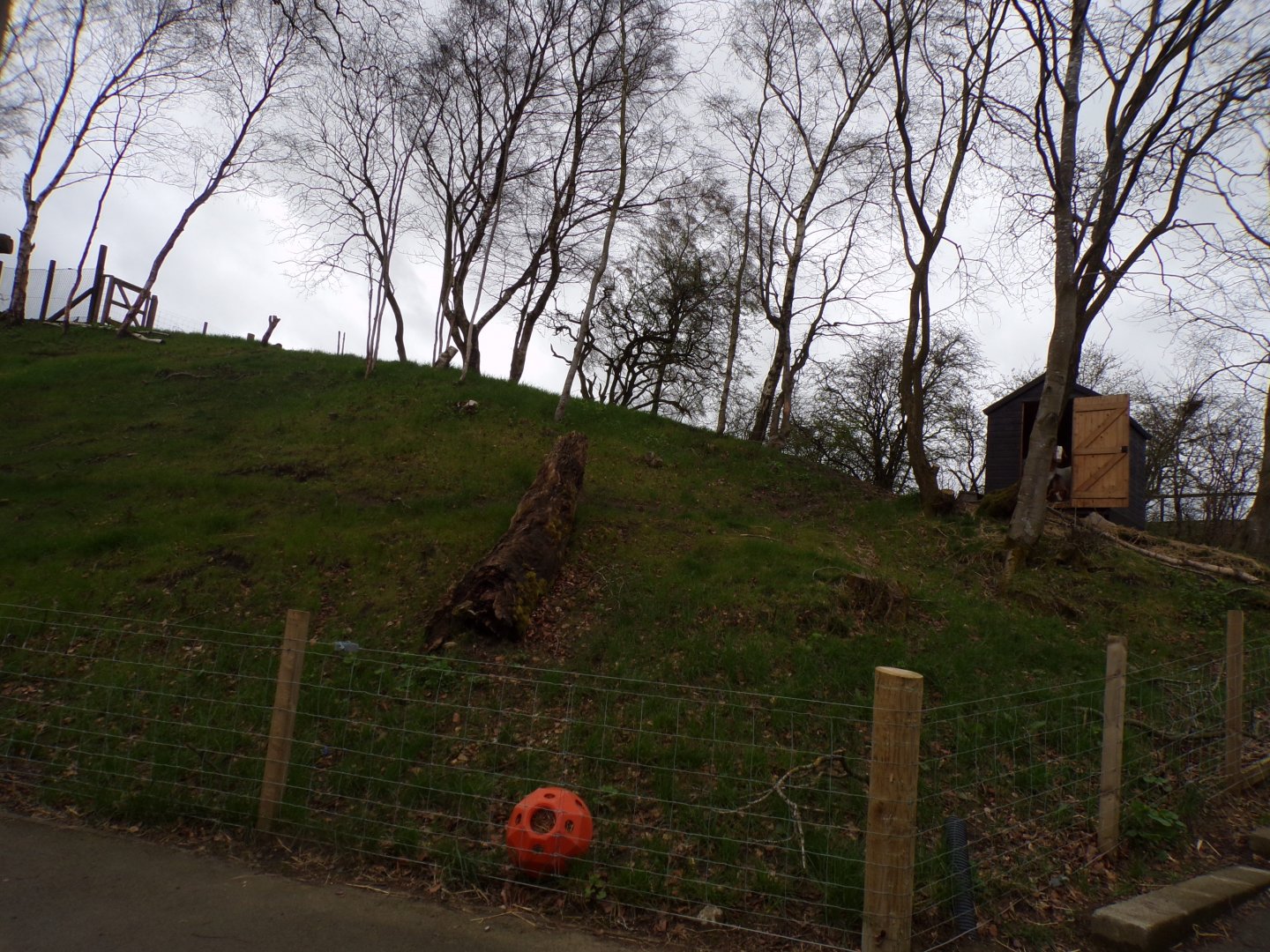 New domestic goat enclosure 12.4.24