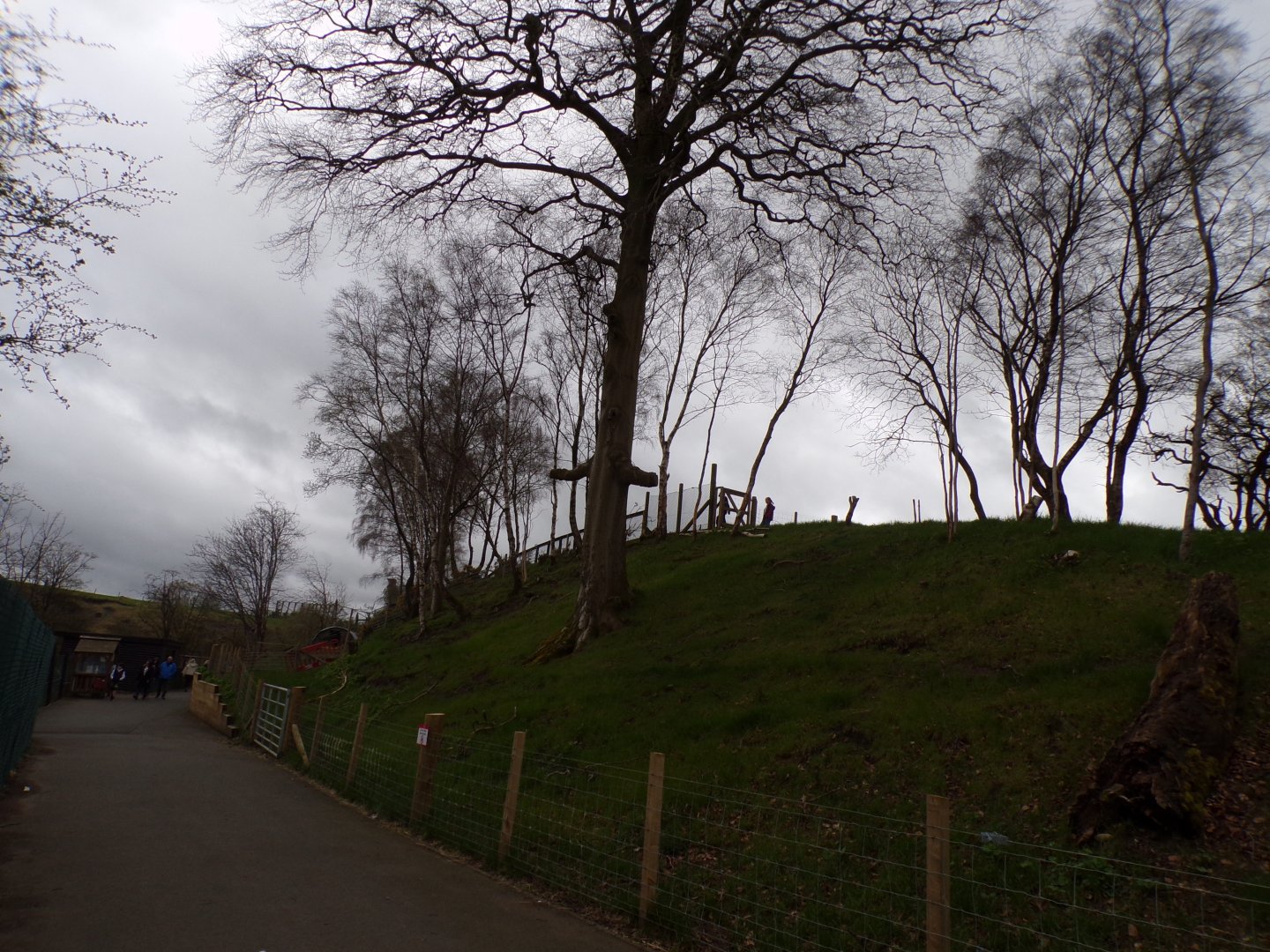 New domestic goat enclosure 12.4.24