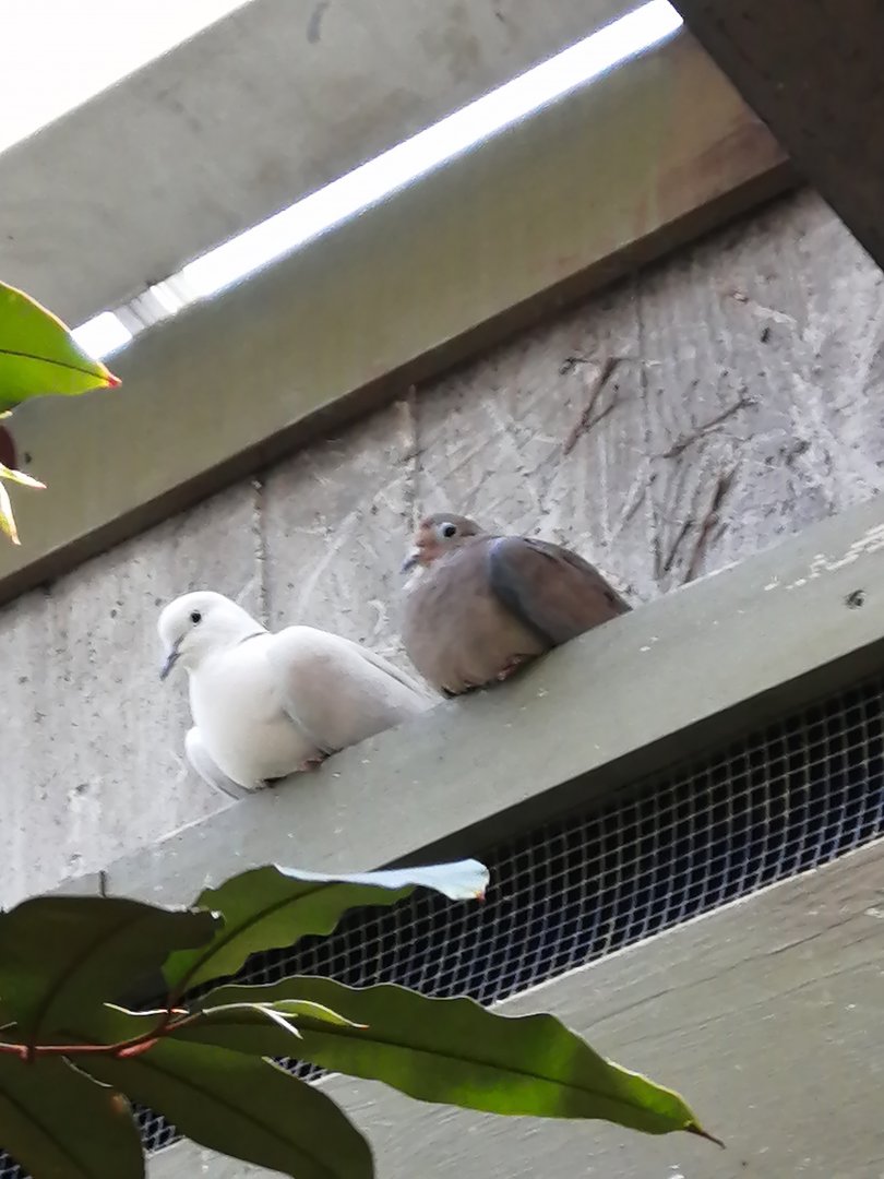New Doves in the Americas Pavilion