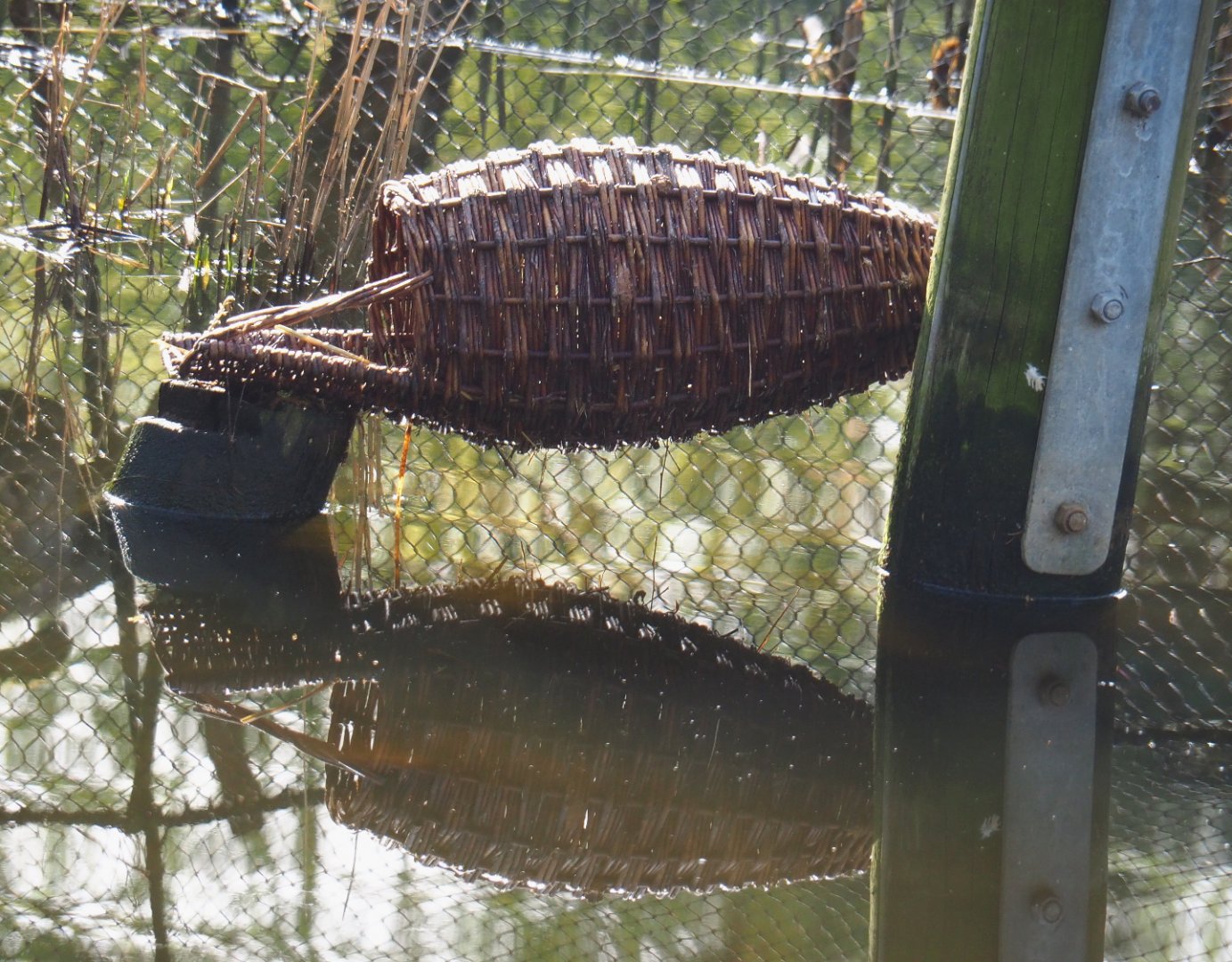New duck nesting basket in the Australian waterfront aviary, 2022-04-12