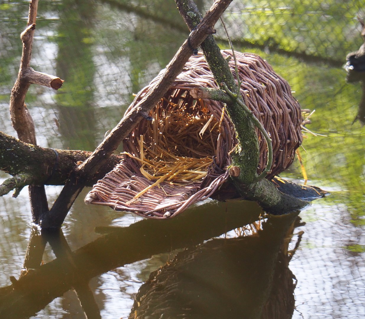 New duck nesting basket in the Australian waterfront aviary, 2022-04-12