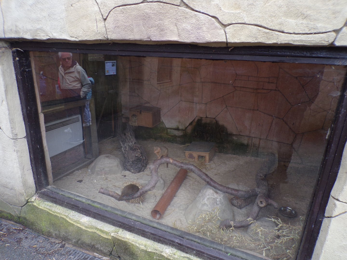 New dwarf mongoose enclosure 12.4.24