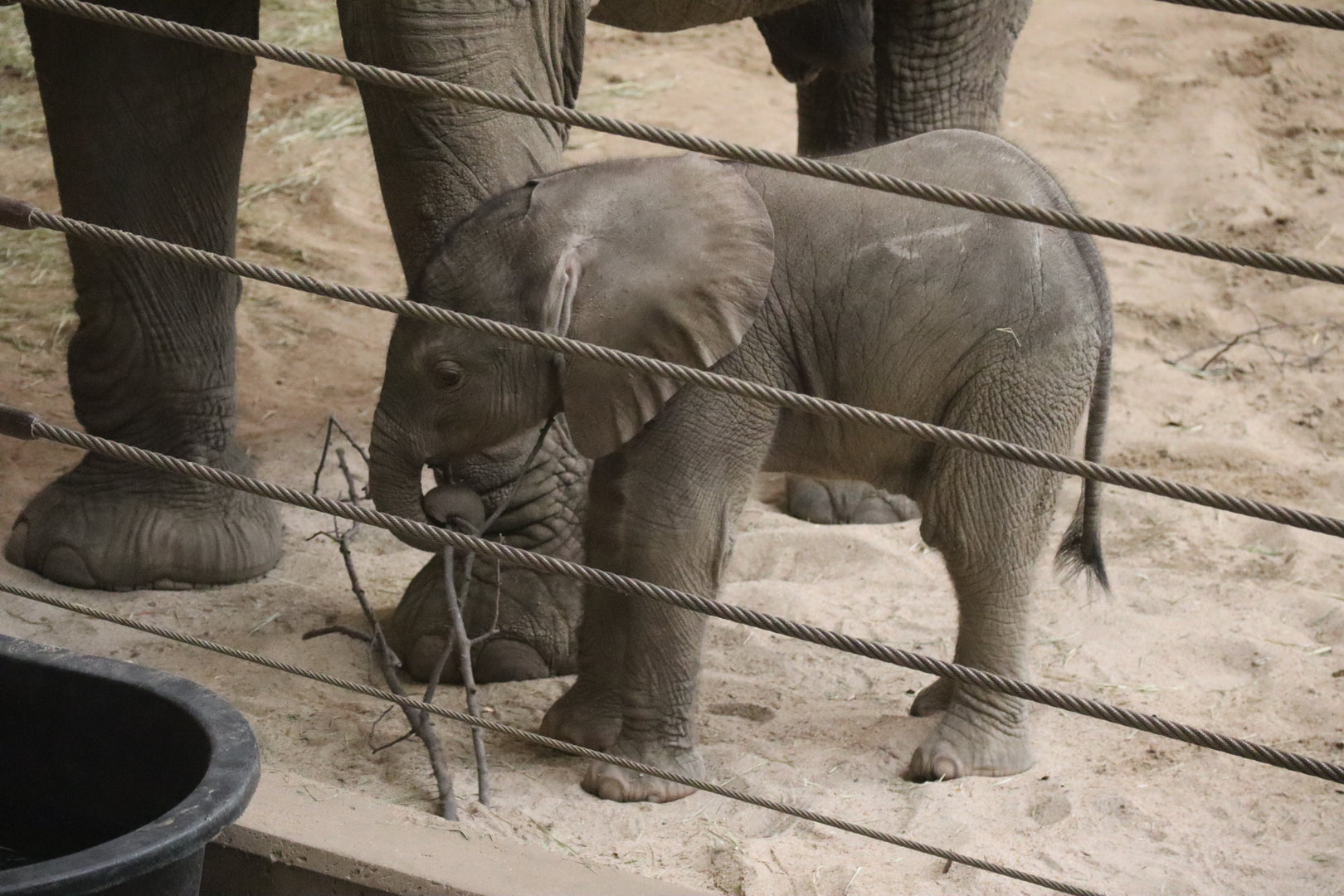 New Elephant Calf!!!