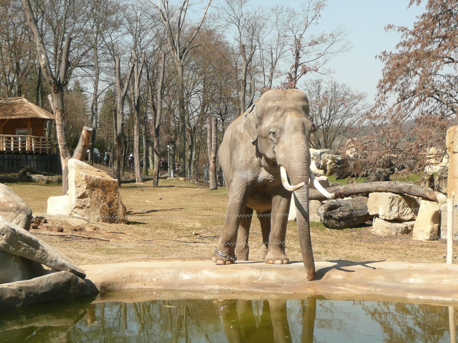 New Elephant complex