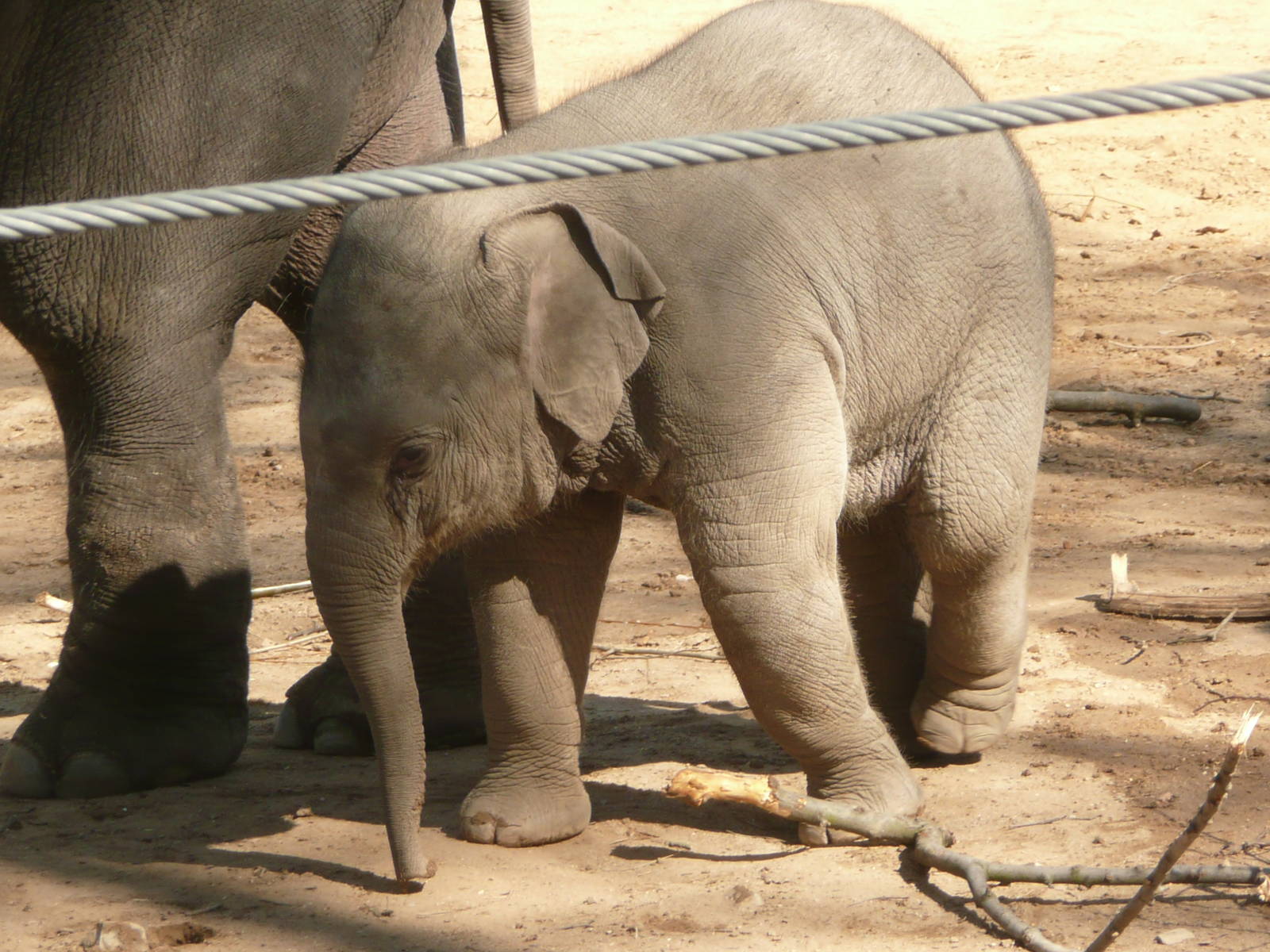 New Elephant complex
