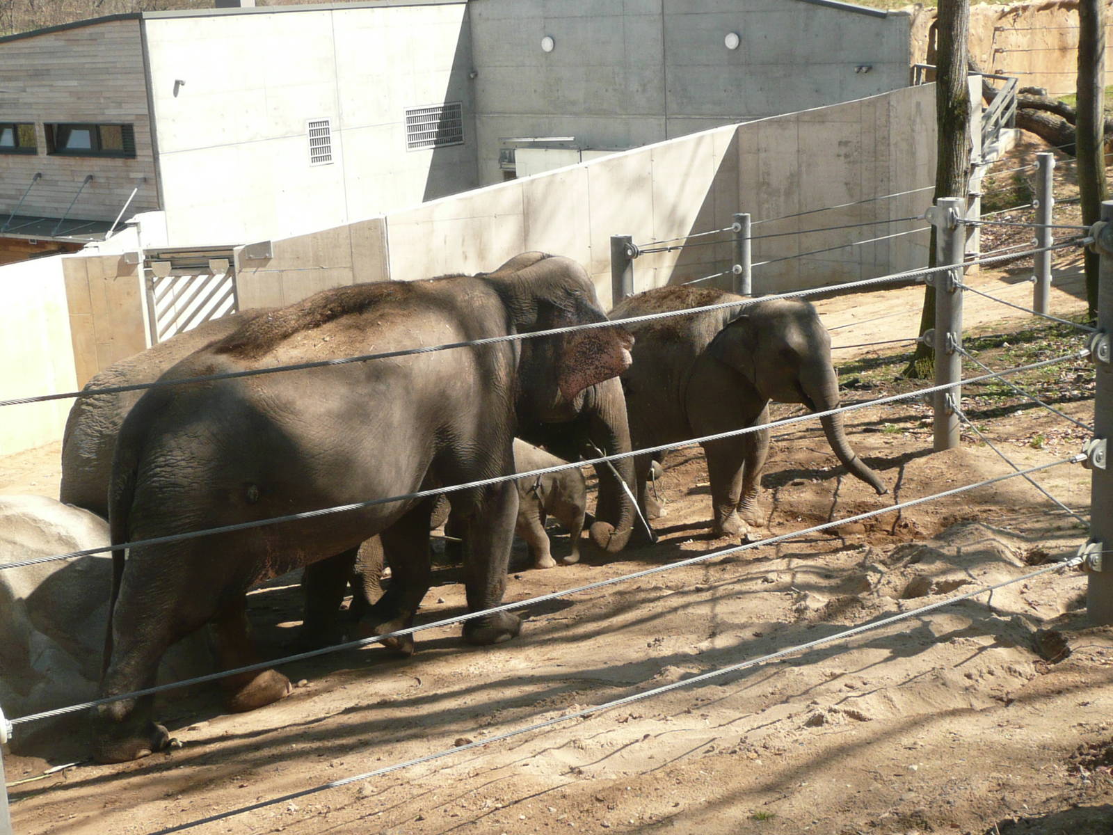 New Elephant complex