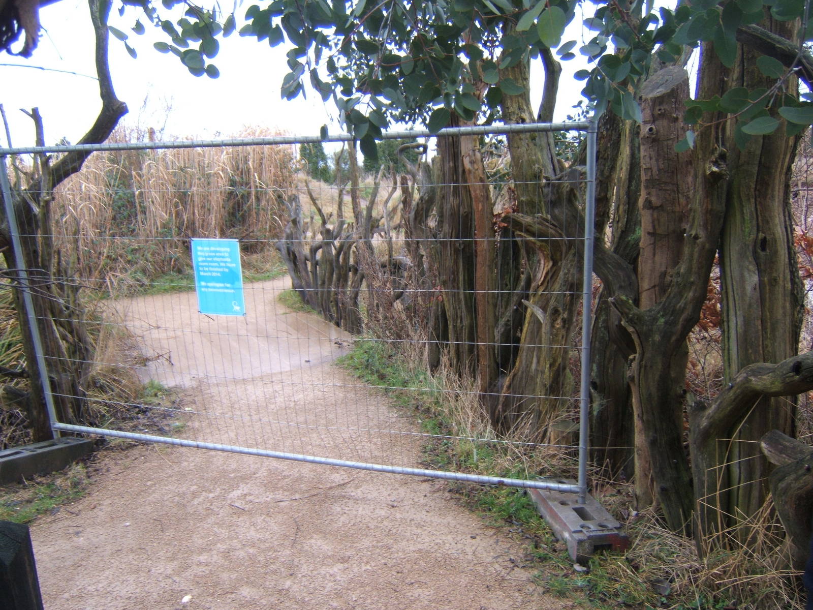 New Elephant developments