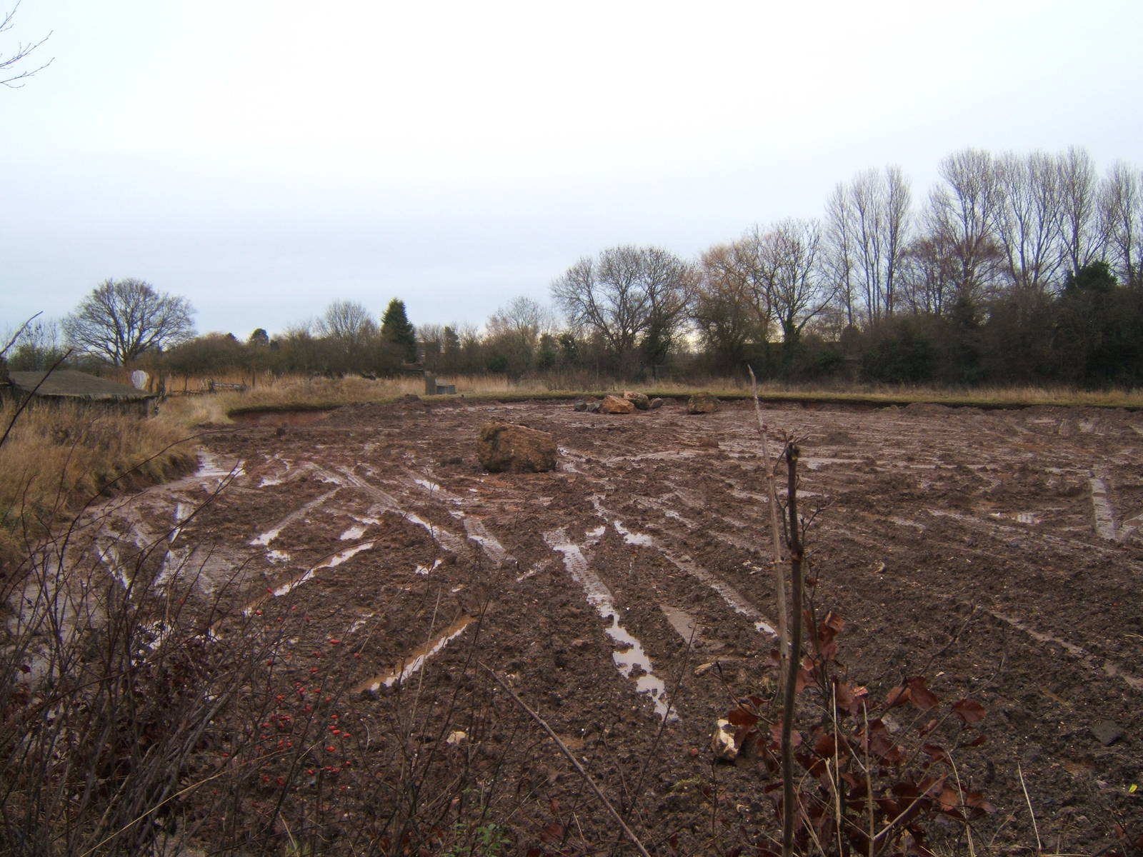 New Elephant developments