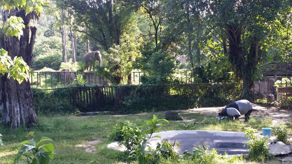 New Elephant Enclosure and Malayan Tapir Enclosure.