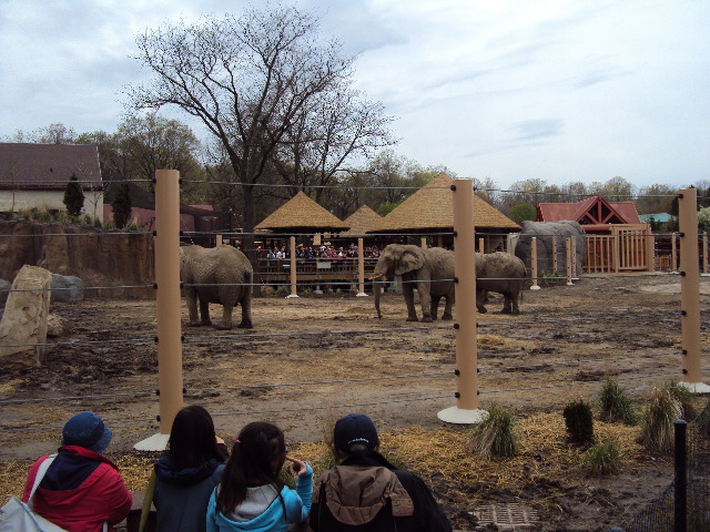 new elephant exhibit at cleveland zoo