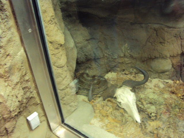 new elephant exhibit at cleveland zoo