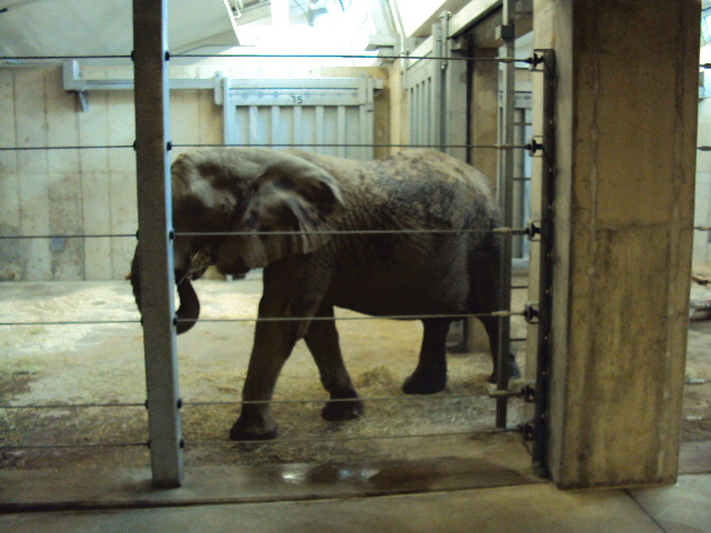 new elephant exhibit at cleveland zoo