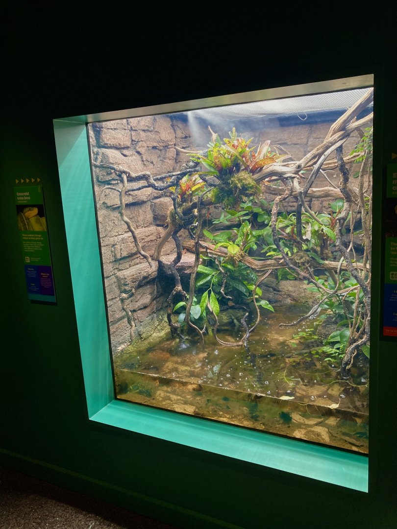 New emerald tree boa exhibit