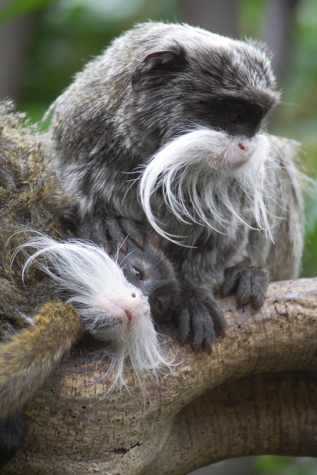 New Emperor tamarins