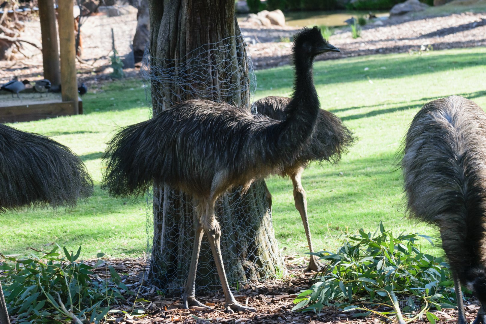 New Emus