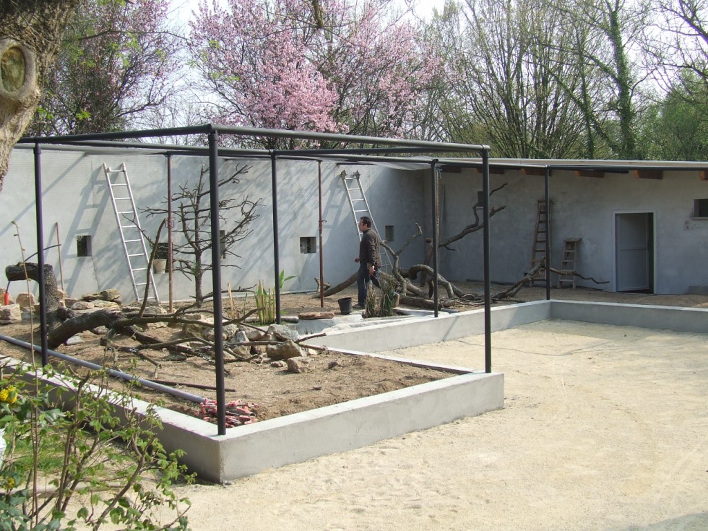 new enclose of Eudocimus ruber