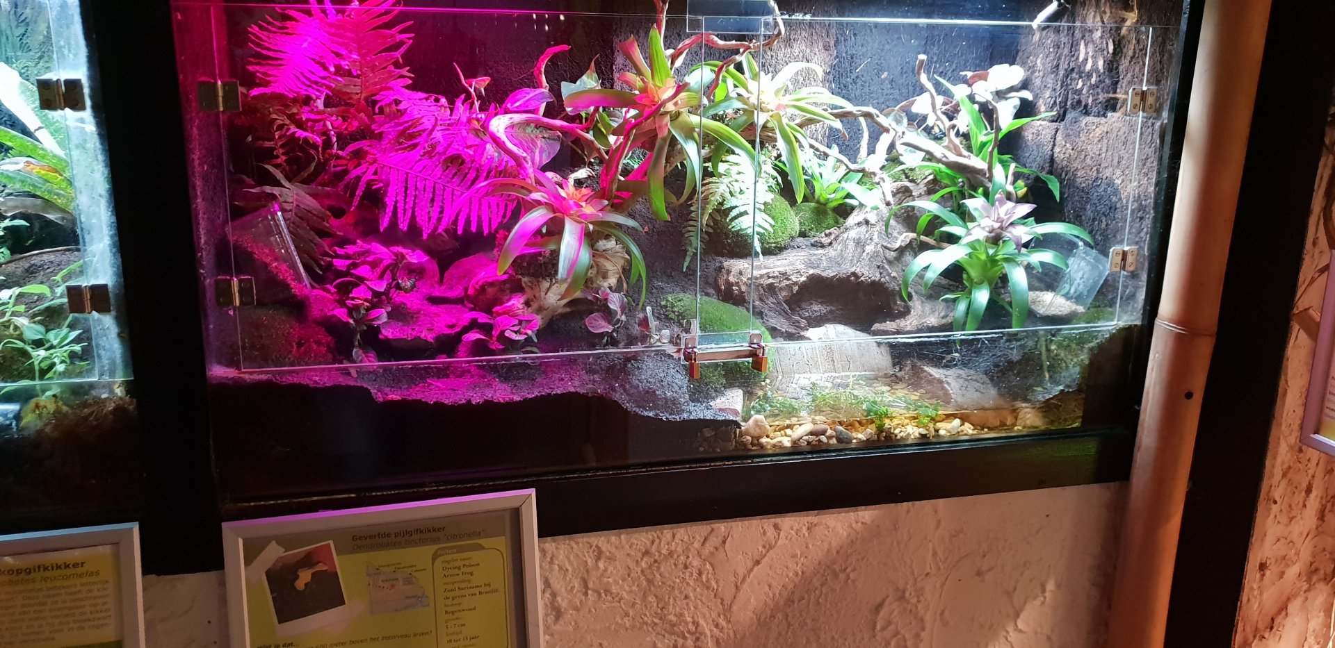 New enclosure Dendrobates tinctorius