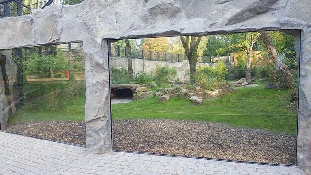 New enclosure for Amur tigers - 25.09.2017