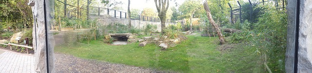 New enclosure for Amurtigers - 25.09.2017