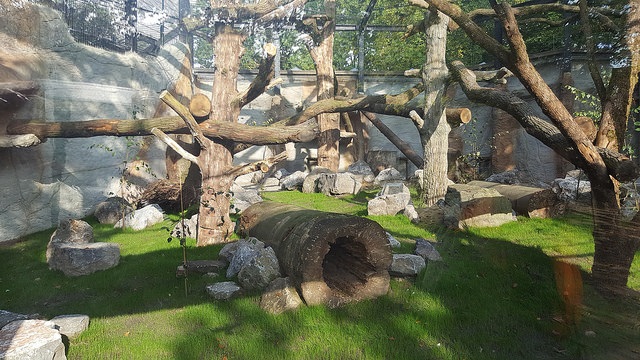 New enclosure for Persian leopards - 25.09.2017