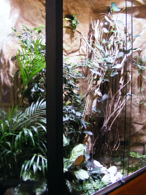 New enclosure for Polychrus marmoratus