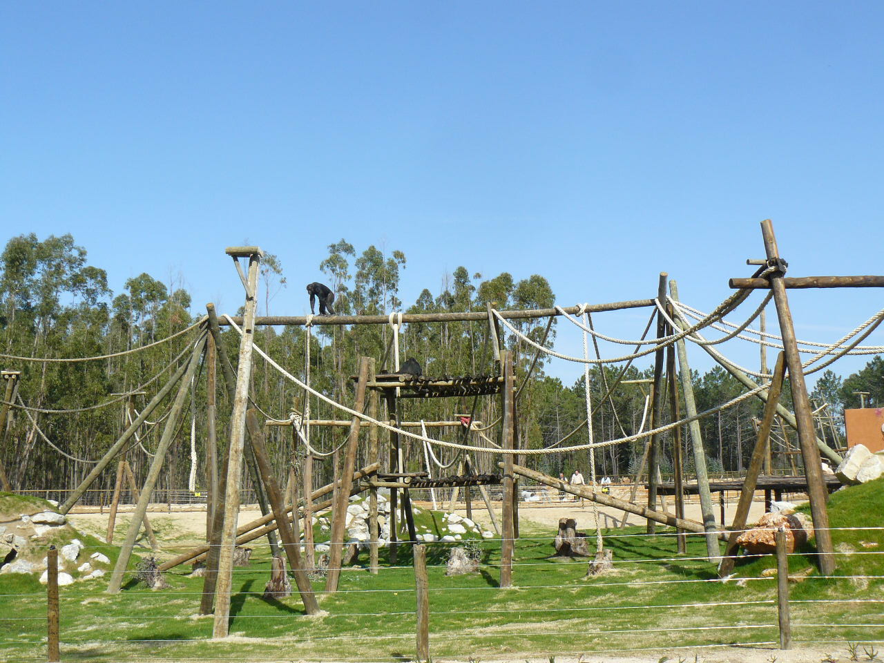 New enclosure for the Chimp - Badoca Safari Park