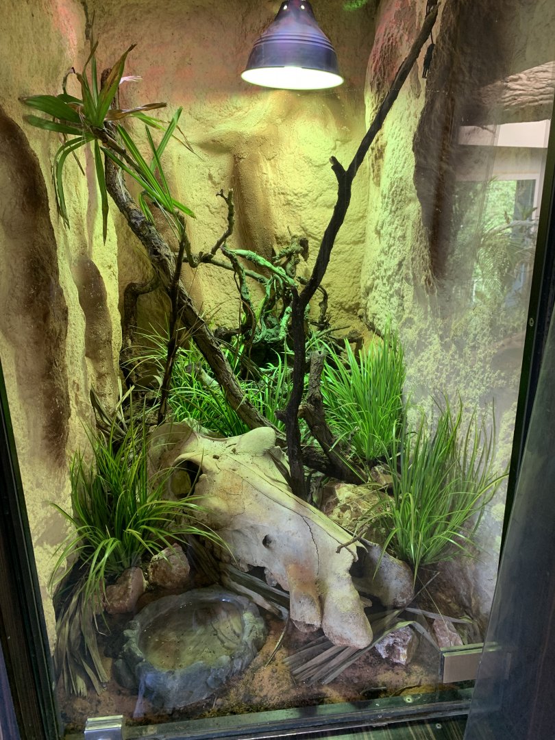 New enclosure for Zoutpansberg Girdled Lizard (Smaugg Depressus)