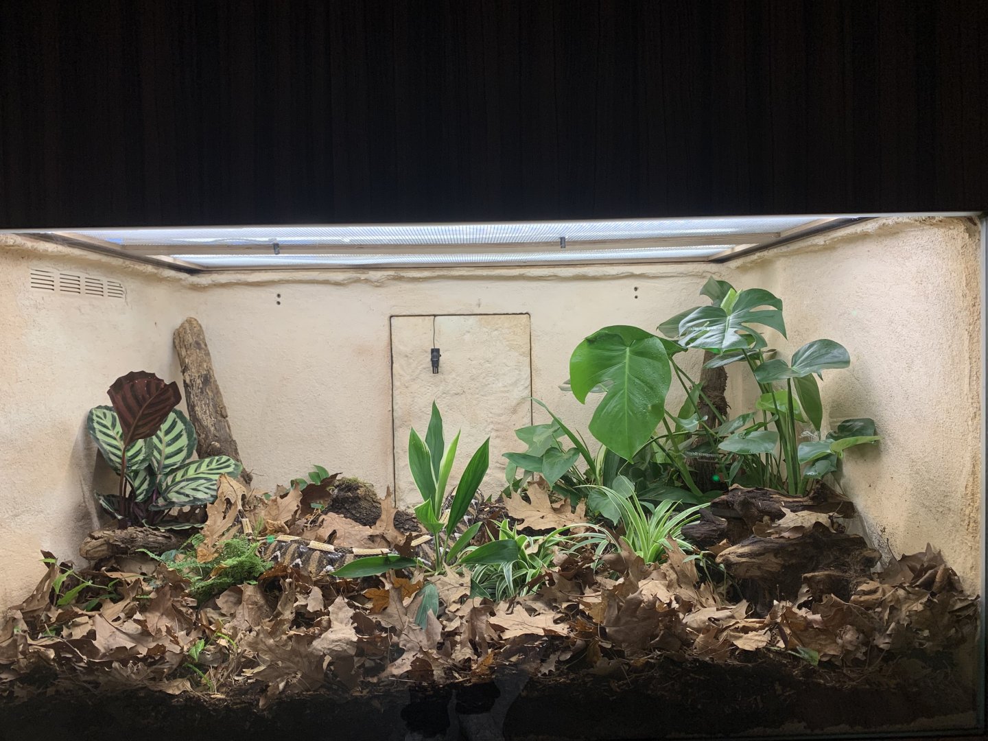 New enclosure home to Gaboon Viper